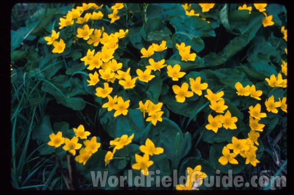 <br>(Location of Picture: Zion, Illinois, USA)<br>(Location of Picture: Zion, Illinois, USA)