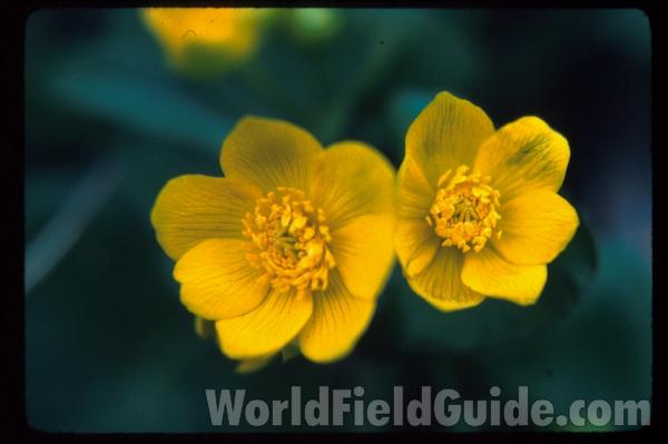 Flower and Leaf<br>(Location of Picture: Zion, Illinois, USA)
