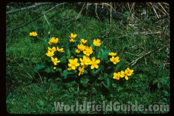 Flower and Leaf<br>(Location of Picture: Zion, Illinois, USA)<br>(Location of Picture: Sweden, Europe)