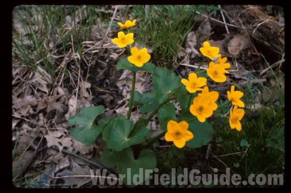 Flower and Leaf<br>(Location of Picture: Zion, Illinois, USA)<br>(Location of Picture: Sweden, Europe)<br>(Location of Picture: Metawa, Illinois, USA)