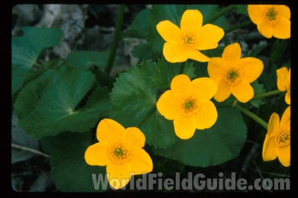 Flower and Leaf<br>(Location of Picture: Zion, Illinois, USA)<br>(Location of Picture: Sweden, Europe)<br>(Location of Picture: Metawa, Illinois, USA)<br>(Location of Picture: Metawa, Illinois, USA)