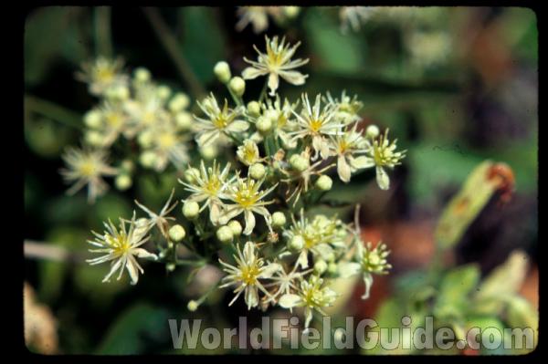 Flowers<br>(Location of Picture: Okanogan, Washington, USA)<br>(Location of Picture: Southern California, USA)