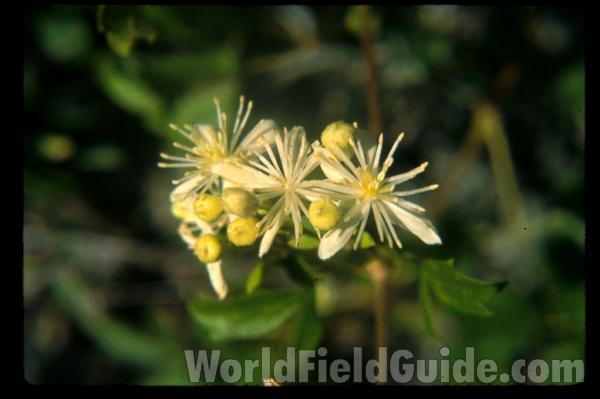 Flowers<br>(Location of Picture: Okanogan, Washington, USA)<br>(Location of Picture: Washington, USA)