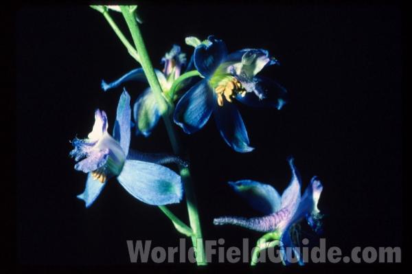 Top Of Plant in  Bloom<br>(Location of Picture: Cameron,  arizona, USA, 2008)<br>(Location of Picture: Arizona, USA)