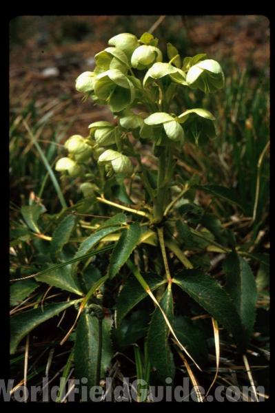 Flower - Front View<br>(Location of Picture: Shady Creek, Wa, USA, 2007)<br>(Location of Picture: Corsica, Europe)