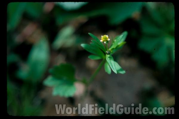 Flower - Alternate View<br>(Location of Picture: Ray Roberts, Texas, 2006)<br>(Location of Picture: Zion, Illinois, USA)