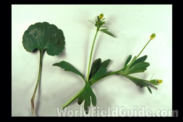 Top Of Plant in  Bloom<br>(Location of Picture: Ray Roberts, Texas, 2006)