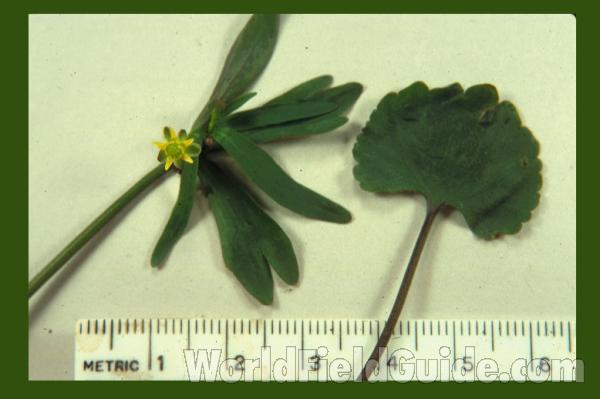 Top Of Plant in  Bloom<br>(Location of Picture: Ray Roberts, Texas, 2006)