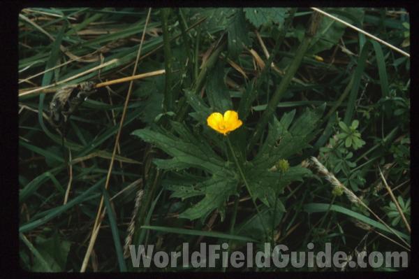 Habitat View<br>(Location of Picture: New York, USA)