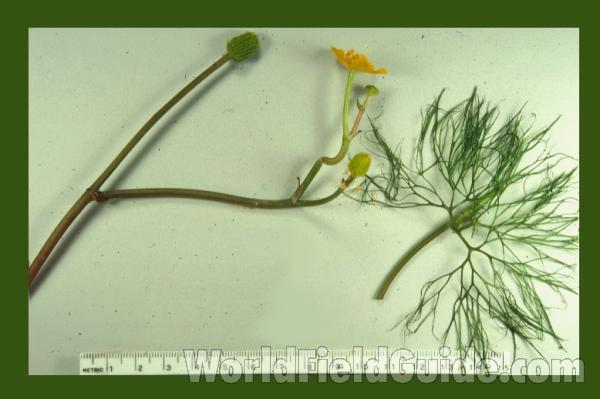 <br>(Location of Picture: Illinois, USA)<br>(Location of Picture: Illinois, USA)