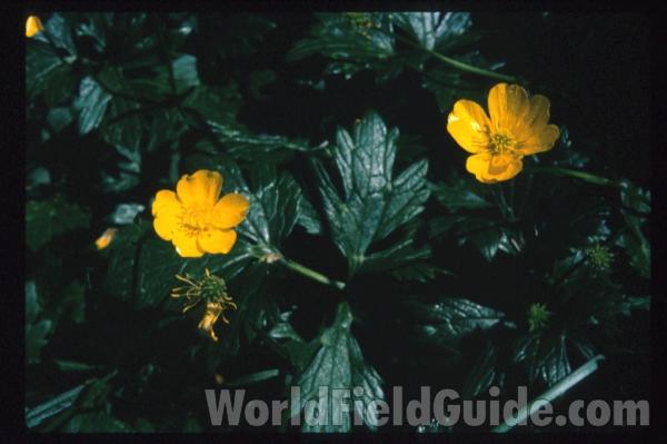 <br>(Location of Picture: Illinois Private Garden, USA)<br>(Location of Picture: Illinois Private Garden, USA)<br>(Location of Picture: Sweden, Europe)<br>(Location of Picture: Illinois Private Garden, USA)