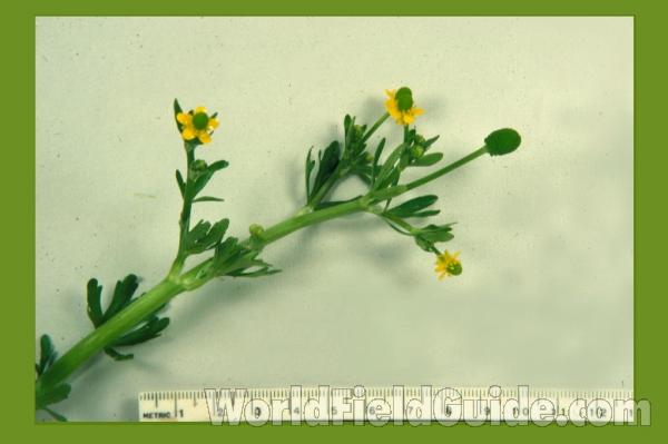 Habitat View<br>(Location of Picture: McHenry, Il, USA, May 22, 2012)<br>(Location of Picture: Illinois, USA)