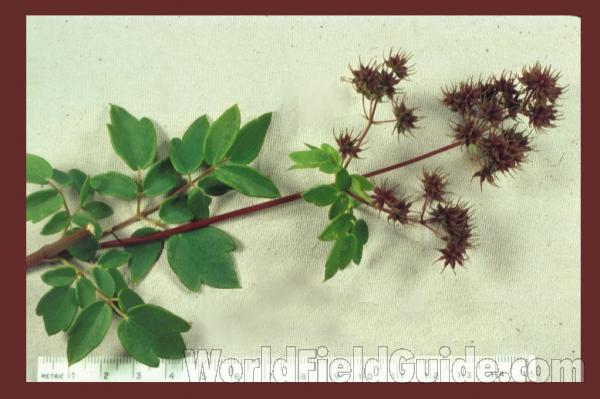 Leaf and Flower<br>(Location of Picture: Round Lake, Illinois, USA)