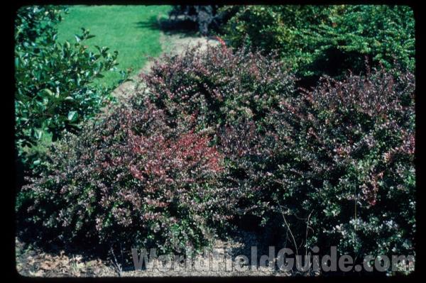 <br>(Location of Picture: Whitnal Botanic Garden, Wi, USA)<br>(Location of Picture: Whitnal Botanic Garden, Wi, USA)
