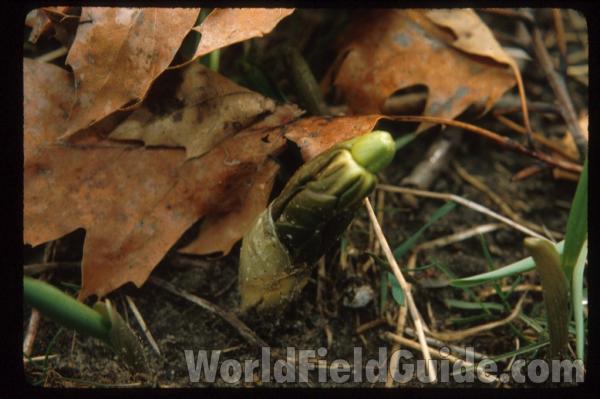 Pre-spring