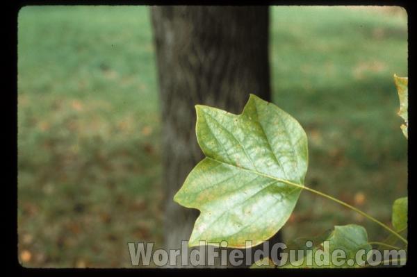 Leaf