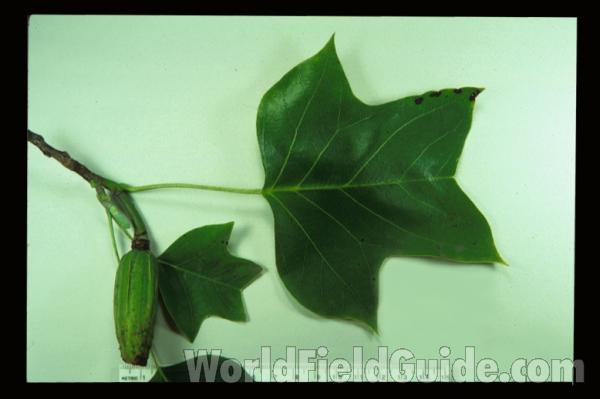 Leaves