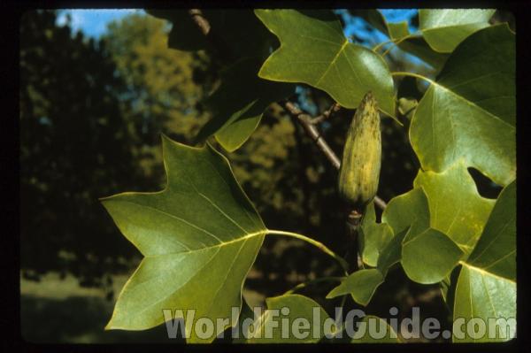 Fruit