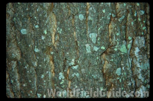 Bark<br>(Location of Picture: Ashville, North Carolina, USA)