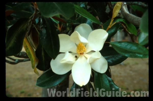 Silhouette<br>(Location of Picture: Garden, Marblemount, Washington)<br>(Location of Picture: Atlanta Botanic Garden, Ga, USA)<br>(Location of Picture: Atlanta Botanic Garden, Ga, USA)<br>(Location of Picture: South Carolina, USA)