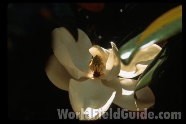 Silhouette<br>(Location of Picture: Garden, Marblemount, Washington)<br>(Location of Picture: Atlanta Botanic Garden, Ga, USA)