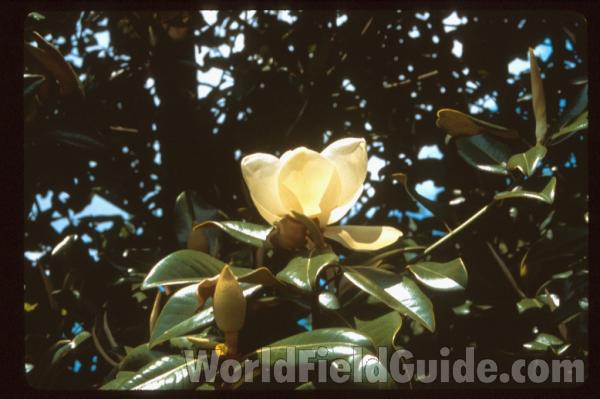 Flower<br>(Location of Picture: Garden, Marblemount, Washington)<br>(Location of Picture: Atlanta Botanic Garden, Ga, USA)