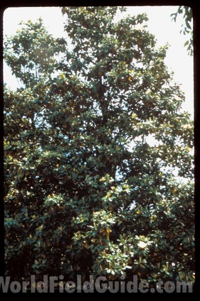 Silhouette<br>(Location of Picture: Garden, Marblemount, Washington)<br>(Location of Picture: Atlanta Botanic Garden, Ga, USA)<br>(Location of Picture: Atlanta Botanic Garden, Ga, USA)<br>(Location of Picture: South Carolina, USA)<br>(Location of Picture: South Carolina, USA)<br>(Location of Picture: Atlanta Botanic Garden, Ga, USA)<br>(Location of Picture: Atlanta Botanic Garden, Ga, USA)