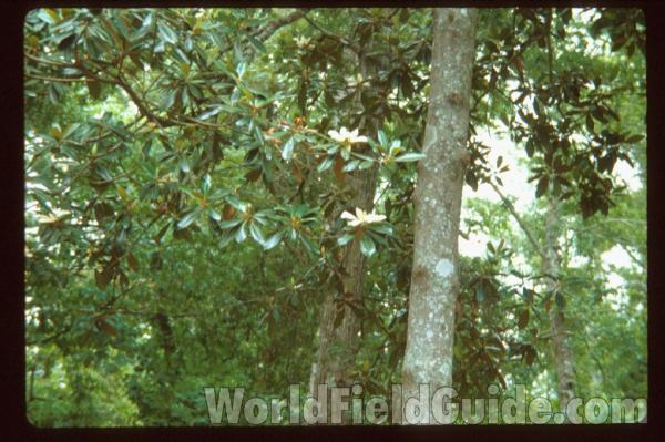 Silhouette<br>(Location of Picture: Garden, Marblemount, Washington)<br>(Location of Picture: Atlanta Botanic Garden, Ga, USA)<br>(Location of Picture: Atlanta Botanic Garden, Ga, USA)<br>(Location of Picture: South Carolina, USA)<br>(Location of Picture: South Carolina, USA)