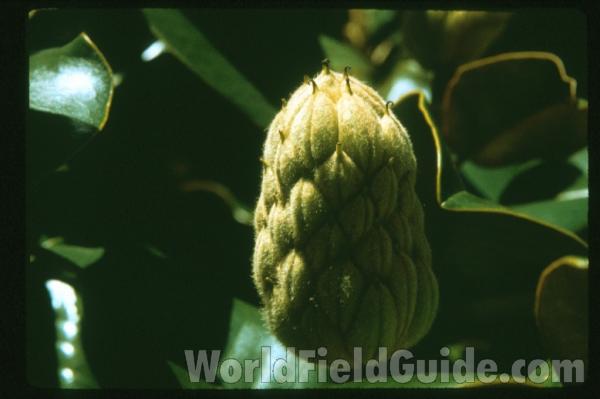 Silhouette<br>(Location of Picture: Garden, Marblemount, Washington)<br>(Location of Picture: Atlanta Botanic Garden, Ga, USA)<br>(Location of Picture: Atlanta Botanic Garden, Ga, USA)