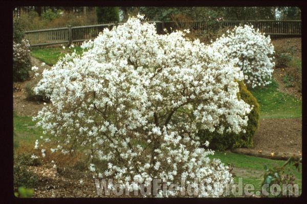 Garden View, Silhouette<br>(Location of Picture: United Kingdom)