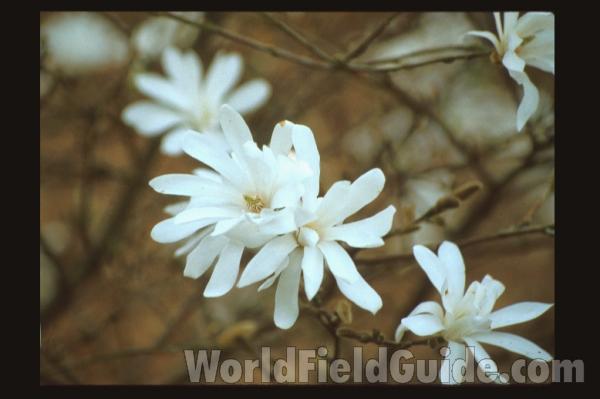 Flowers<br>(Location of Picture: United Kingdom)