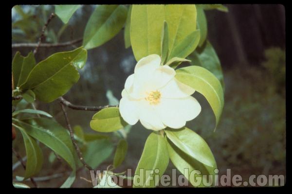 Leaves and Flower<br>(Origin of the Specimen: Britton and Brown)<br>(Location of Picture: Georgia, USA)