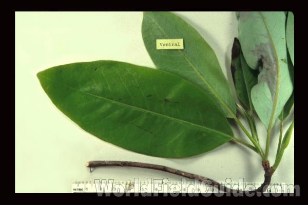 Leaves and Flower<br>(Origin of the Specimen: Britton and Brown)<br>(Location of Picture: Georgia, USA)<br>(Origin of the Specimen: Georgia, USA)