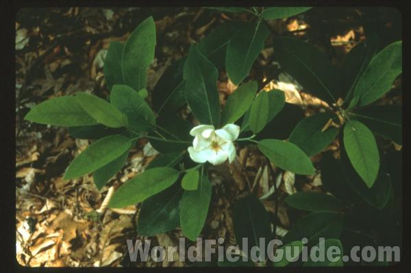 Leaves and Flower<br>(Origin of the Specimen: Britton and Brown)<br>(Location of Picture: Georgia, USA)<br>(Origin of the Specimen: Georgia, USA)<br>(Location of Picture: Atlanta Botanic Garden, Ga, USA)