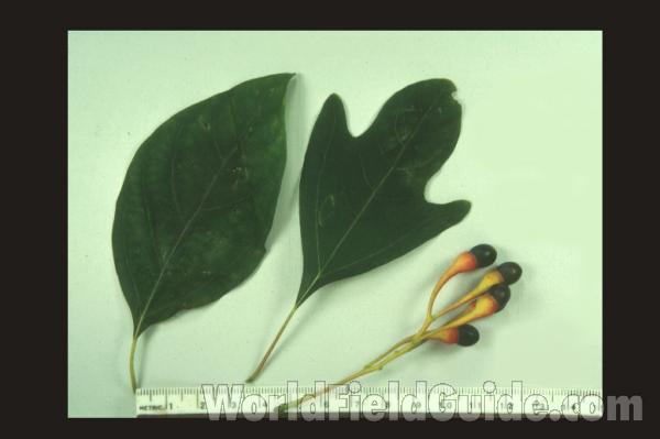 Leaf and Flower