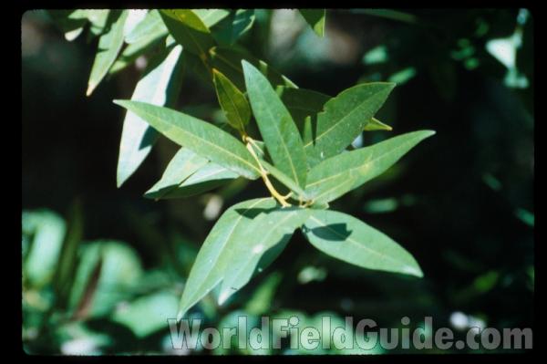 Leaves