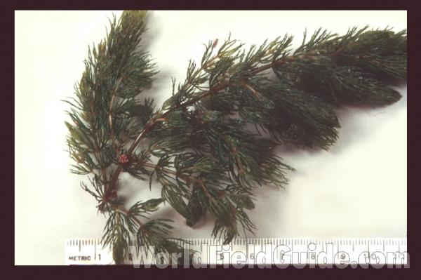<br>(Origin of the Specimen: Illinois, USA)<br>(Origin of the Specimen: Illinois, USA)