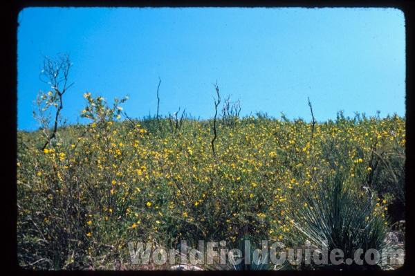 <br>(Location of Picture: Southern California, USA)<br>(Location of Picture: Southern California, USA)