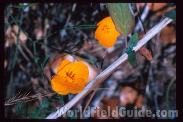 <br>(Location of Picture: Southern California, USA)<br>(Location of Picture: Southern California, USA)<br>(Location of Picture: Southern California, USA)<br>(Location of Picture: Kings County, California, USA)