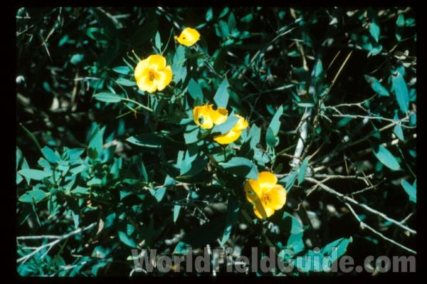 <br>(Location of Picture: Southern California, USA)<br>(Location of Picture: Southern California, USA)<br>(Location of Picture: Southern California, USA)<br>(Location of Picture: Kings County, California, USA)<br>(Location of Picture: Santa Barbara County, Ca, USA)