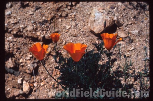 <br>(Location of Picture: Southern California, USA)<br>(Location of Picture: Southern California, USA)