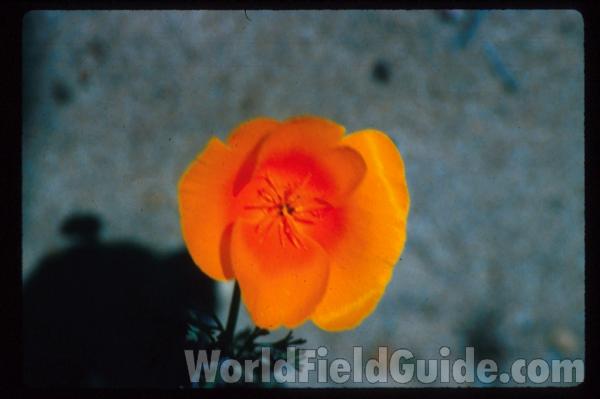 Flower and Fruit<br>(Location of Picture: Seattle Garden, Wa, USA)<br>(Location of Picture: Monterey County, Ca, USA)<br>(Location of Picture: Santa Barbara County, Ca, USA)