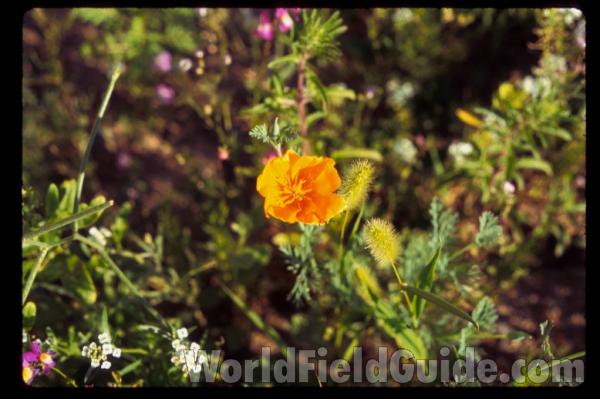 Flower and Fruit<br>(Location of Picture: Seattle Garden, Wa, USA)