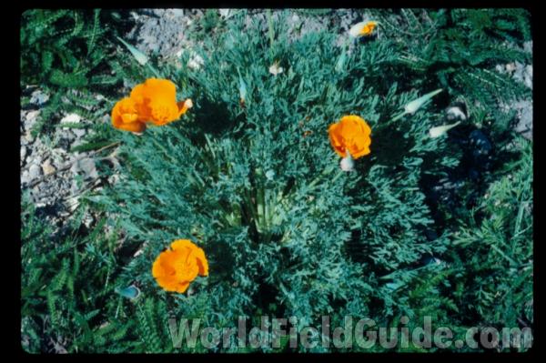 Flower and Fruit<br>(Location of Picture: Seattle Garden, Wa, USA)<br>(Location of Picture: Monterey County, Ca, USA)<br>(Location of Picture: Santa Barbara County, Ca, USA)<br>(Location of Picture: Santa Barbara County, Ca, USA)