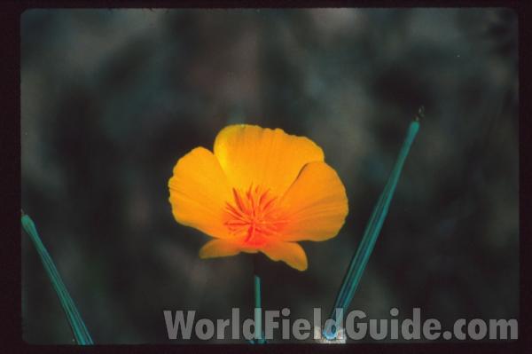 Flower<br>(Location of Picture: Monterey County , Ca, USA)