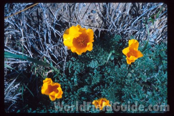 Flower and Fruit<br>(Location of Picture: Seattle Garden, Wa, USA)<br>(Location of Picture: Monterey County, Ca, USA)