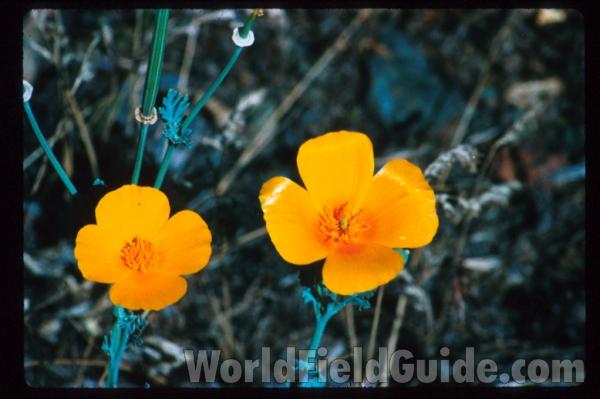 <br>(Location of Picture: Southern California, USA)<br>(Location of Picture: Southern California, USA)<br>(Location of Picture: Monterey County, Ca, USA)