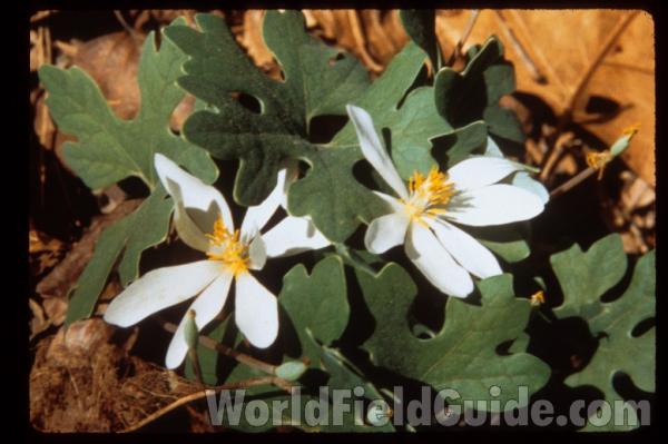 Spring Leaf<br>(Location of Picture: Mor.  H. McHenry, Il, Mar 25, 2012)<br>(Location of Picture: Georgia, USA)<br>(Location of Picture: Georgia, USA)