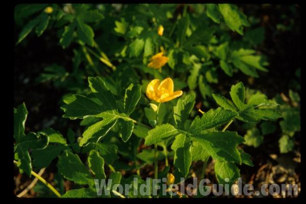 <br>(Location of Picture: Glencoe Botanic Gardens, Il, USA)<br>(Location of Picture: Glencoe Botanic Gardens, Il, USA)