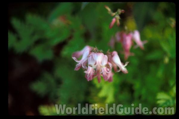 Flower<br>(Location of Picture: Glencoe Botanic Gardens, Il, USA)